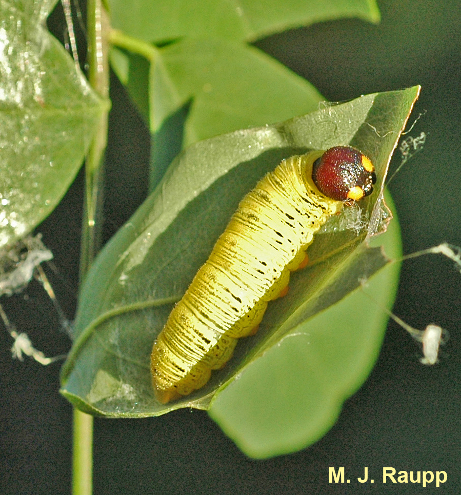 Unfolding the silk-bound leaves reveals the bizarre caterpillar.