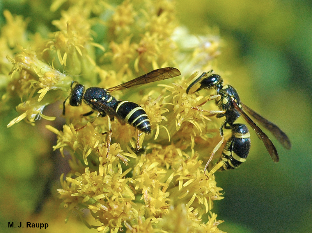 Potter wasps eat nectar and pollen when not throwing pots.
