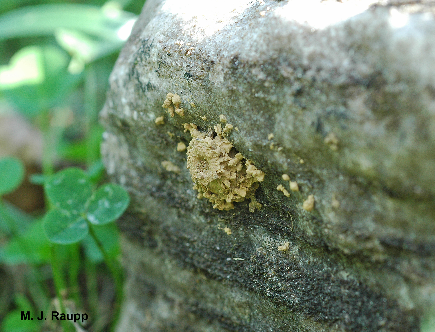 What wonders lie within this diminutive piece of earthenware?