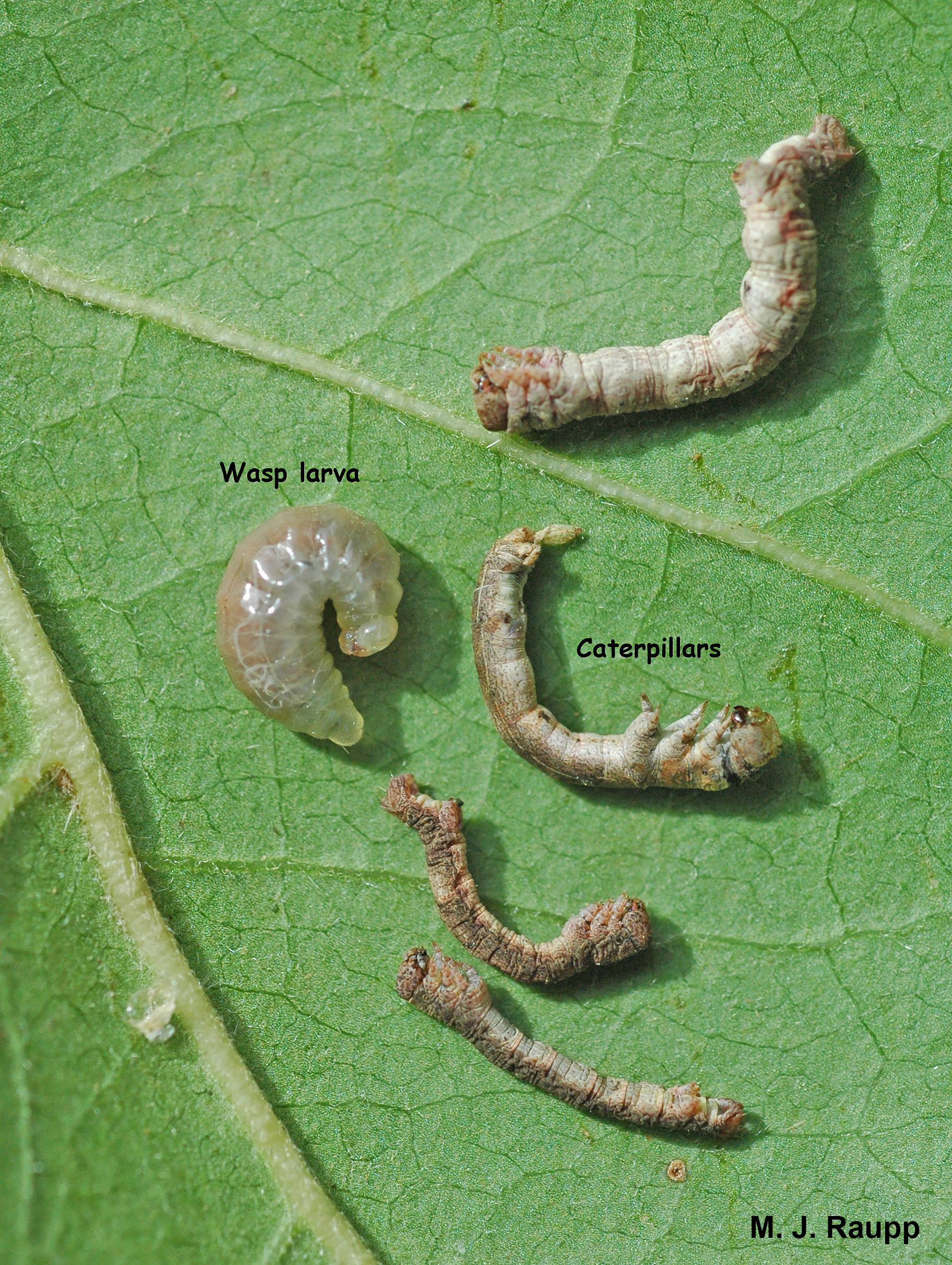 Green and brown caterpillars and the legless wasp larva fill the small pot.
