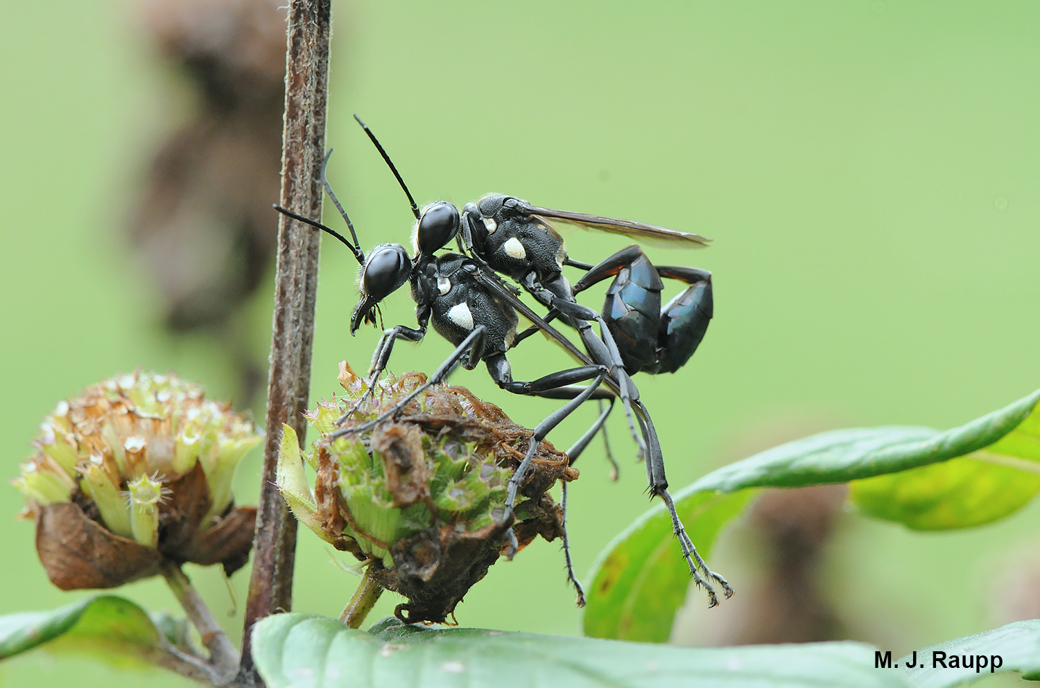 Gotcha’ by the neck says the male Eremnophila aureonotata as he and his mate rest on a seed head in my garden. 