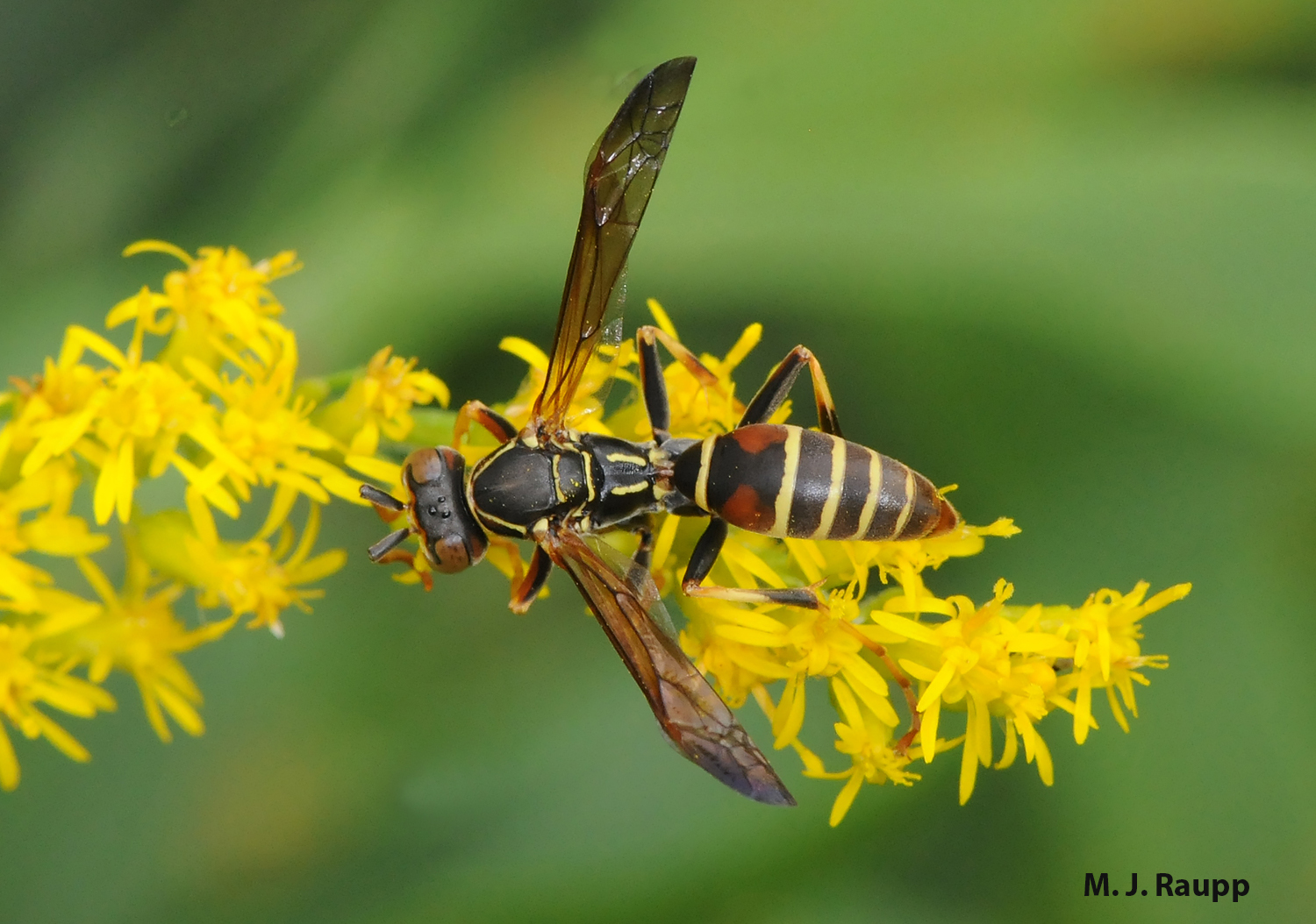 Paper wasps often frequent goldenrod in late summer and autumn to consume nutritious nectar and pollen.