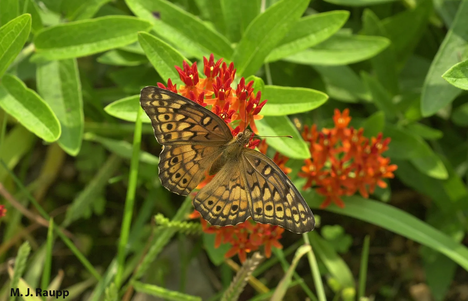 Fritillaries find butterfly weed irresistible. 