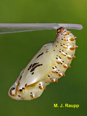 Within a breathtaking chrysalis, the variegated fritillary caterpillar becomes a butterfly.