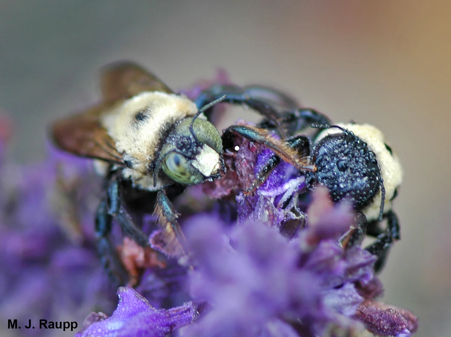 The morning dew glistens on the hairs of the yellow-faced male carpenter bee on the left and on the black-faced female carpenter bee on the right.