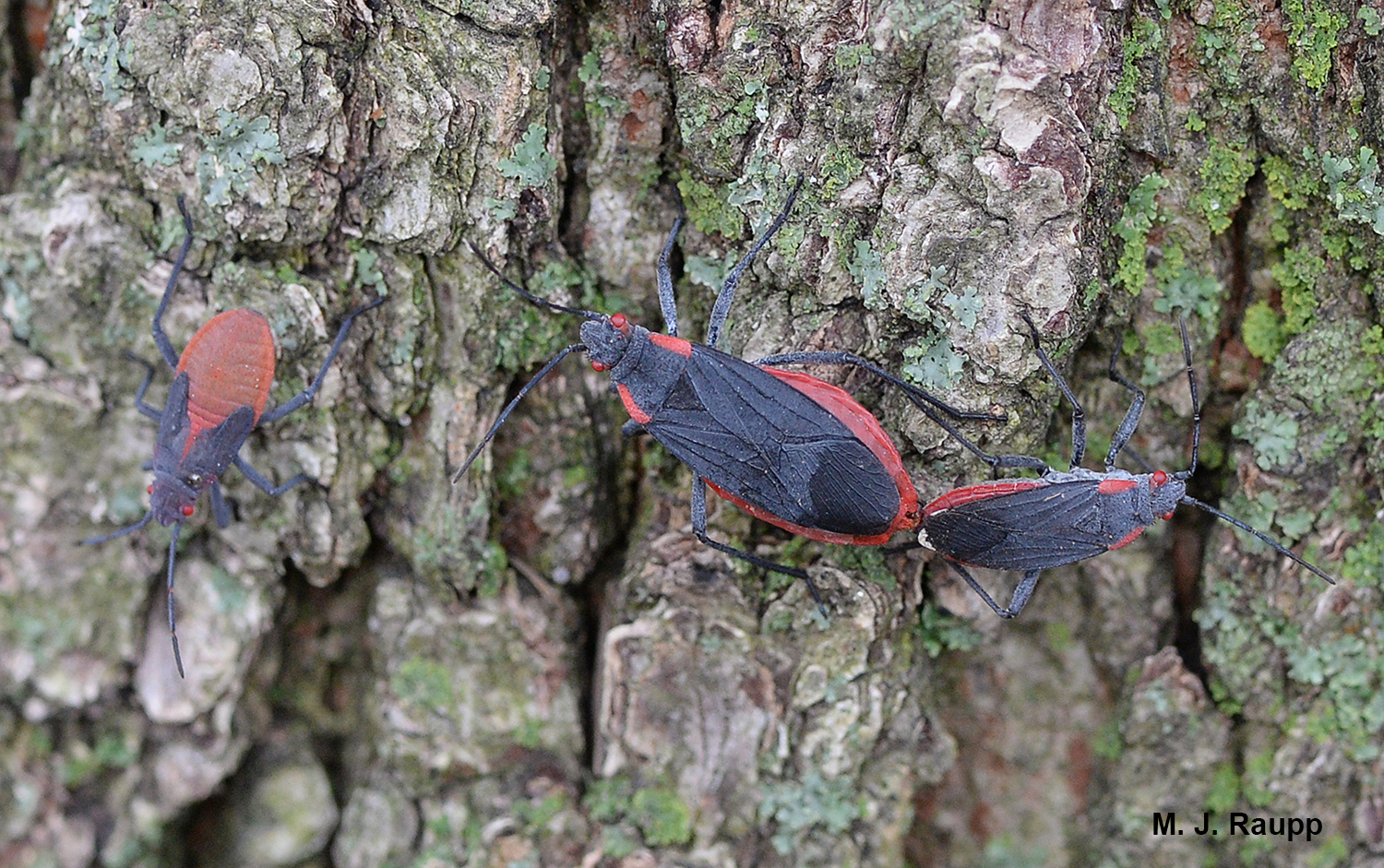From left to right: Jadera nymph, gravid female, and lucky male.