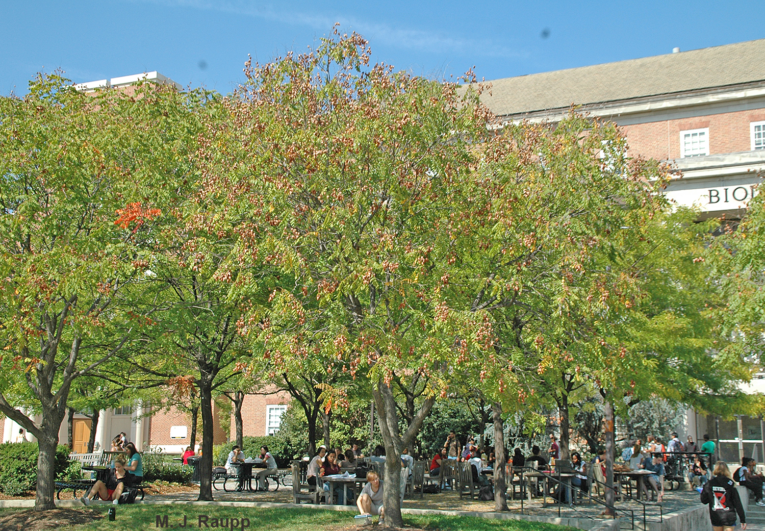 This grove of golden rain trees serves dinner for thousands of golden rain tree bugs.