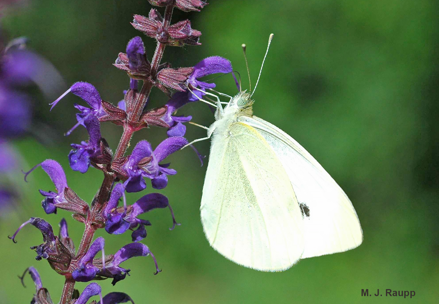The adult is beautiful to behold, but caterpillars of the cabbage butterfly will wreak havoc on members of the cabbage family. 