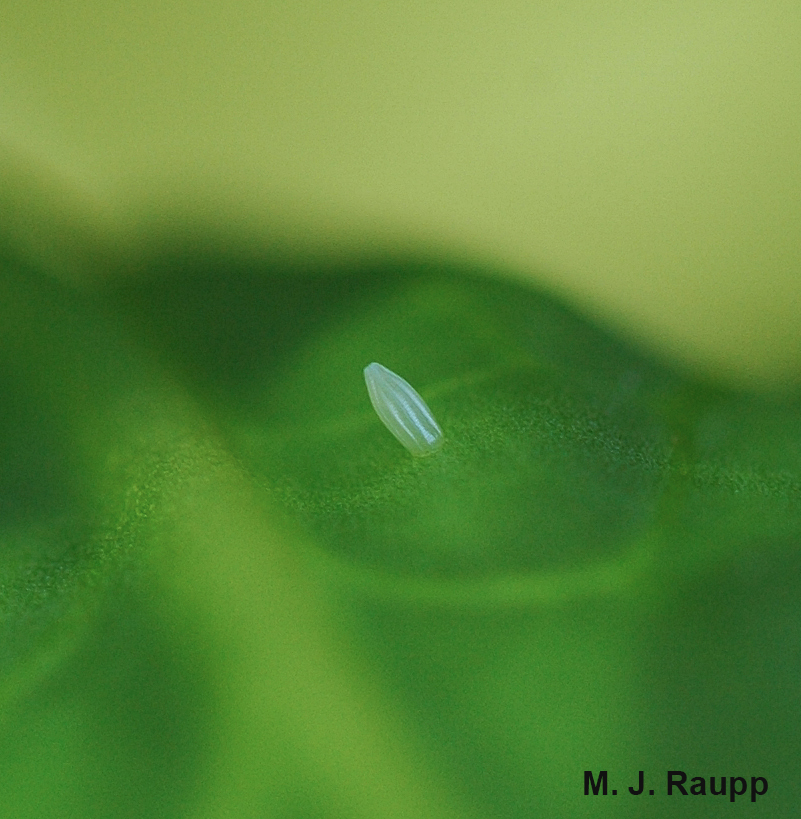 A cabbage white laid this tiny fluted egg beneath a collard leaf.