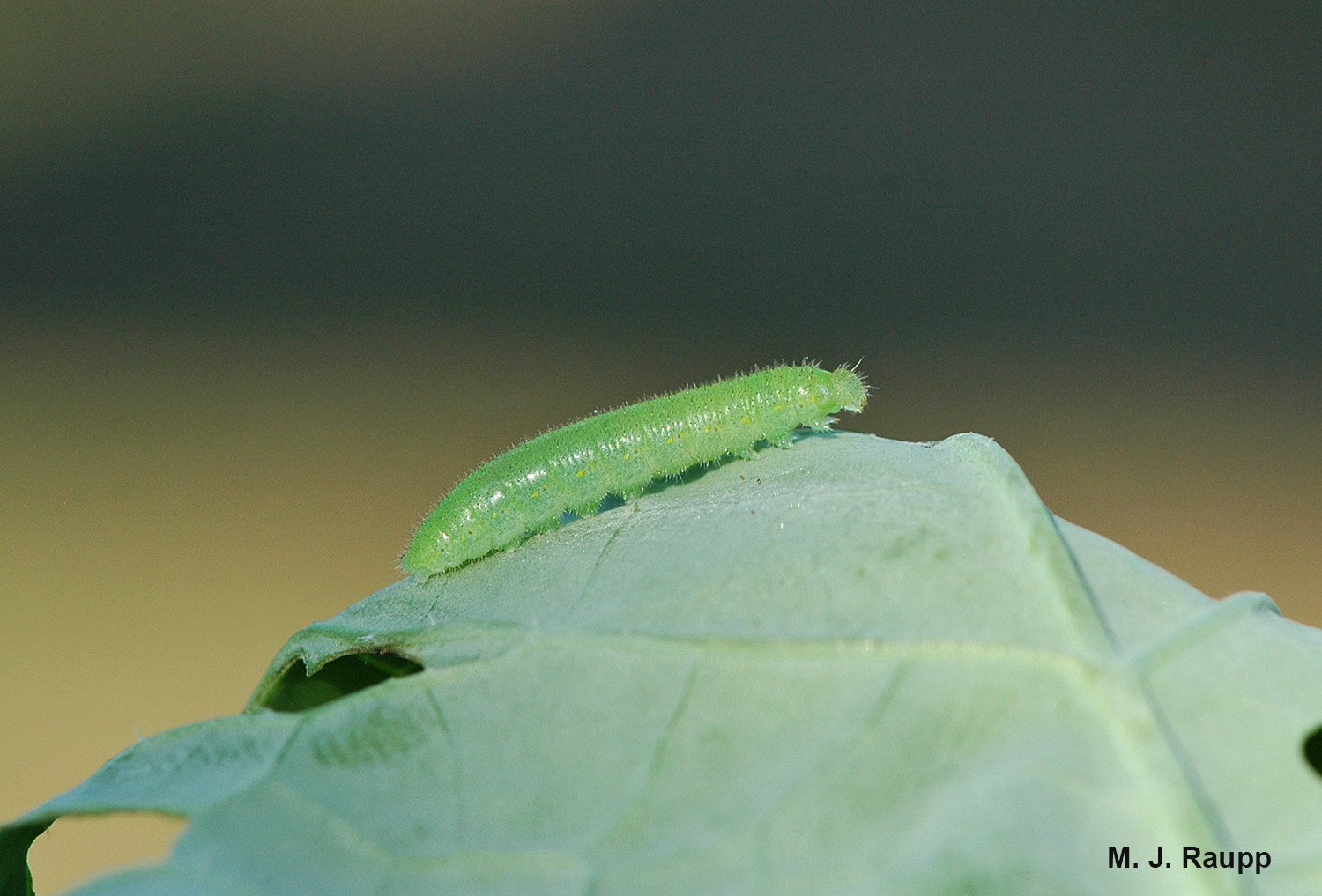Hairs on the body of the imported cabbage worm secrete defensive compounds to repel would-be attackers.