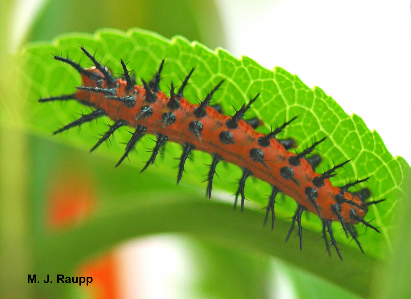 Striking contrasts of orange body and black spines may serve as a warning to predators to avoid making a meal of Gulf fritillary caterpillars. 