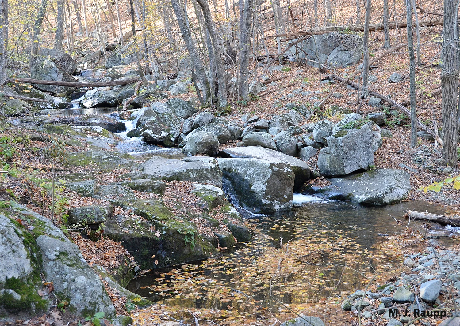 Pristine streams like this one in Shenandoah National Park are excellent breeding sites for mayflies.