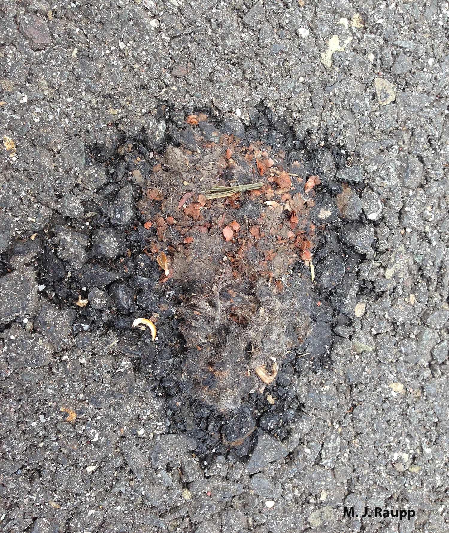 Fur and bones in scats are telltale signs that a small mammal is well on its way down the decomposition cycle.