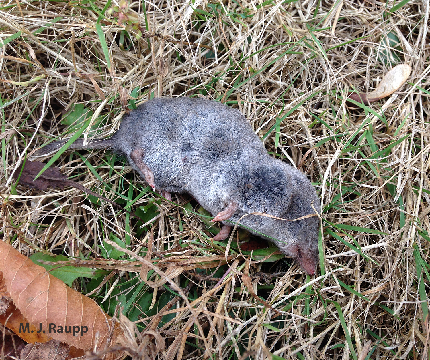 A freshly deceased shrew begins its journey through the decomposition cycle.