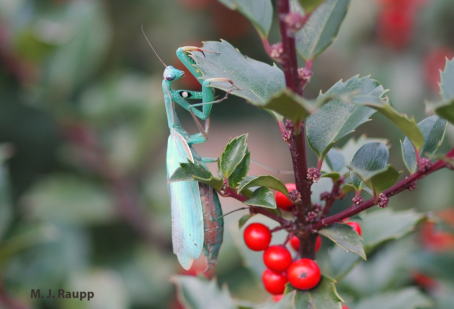 A beautiful European praying mantis rests on a holly shortly before laying her eggs.
Normal
0
false
false
false
EN-US
X-NONE
X-NONE
/* Style Definitions */
table.MsoNormalTable
{mso-style-name:"Table Normal";
mso-tstyle-rowband-size:0;
mso-tstyle-colband-size:0;
mso-style-noshow:yes;
mso-style-priority:99;
mso-style-parent:"";
mso-padding-alt:0in 5.4pt 0in 5.4pt;
mso-para-margin-top:0in;
mso-para-margin-right:0in;
mso-para-margin-bottom:10.0pt;
mso-para-margin-left:0in;
line-height:115%;
mso-pagination:widow-orphan;
font-size:11.0pt;
font-family:"Calibri","sans-serif";
mso-ascii-font-family:Calibri;
mso-ascii-theme-font:minor-latin;
mso-hansi-font-family:Calibri;
mso-hansi-theme-font:minor-latin;
mso-bidi-font-family:"Times New Roman";
mso-bidi-theme-font:minor-bidi;}