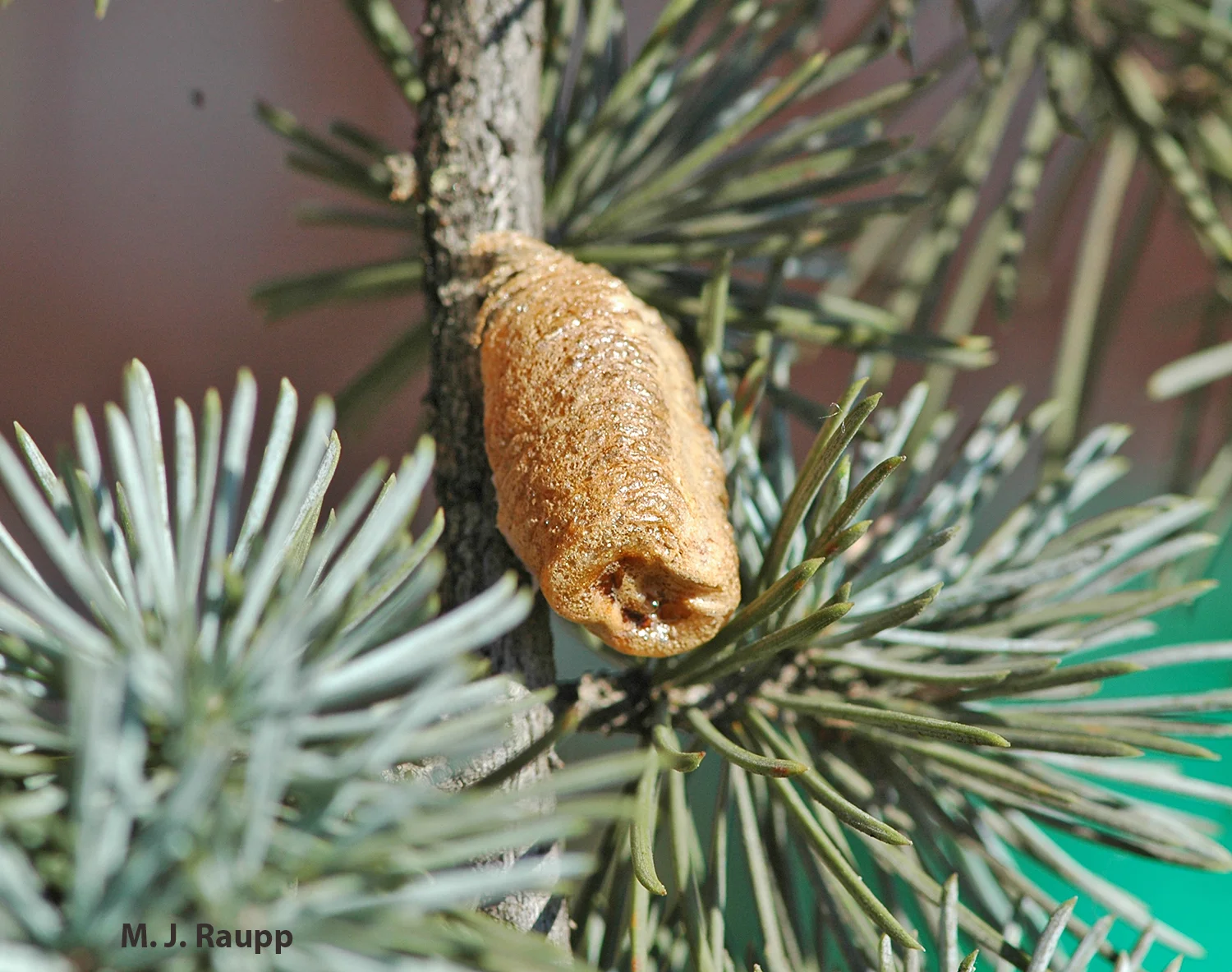 If your Christmas tree has an ornament like this, you may have a holiday surprise!