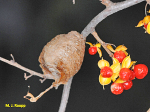 An ootheca of the Chinese praying mantis snuck into my home on vine of bittersweet.