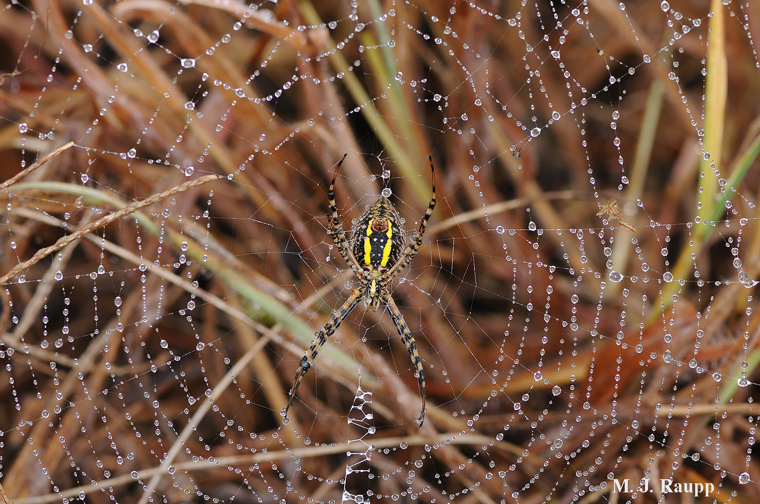 When morning dew glistens on silken strands, it's not hard to imagine why shimmering tinsel conjures thoughts of beautiful spider webs.