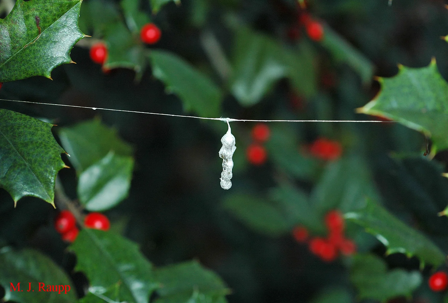 Spider egg sacs like these of the Basilica spider on holly sometimes inadvertently enter homes.