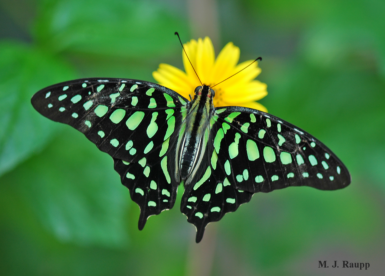Colors of the tailed jay butterfly are produced by thousands of scales on its wings.