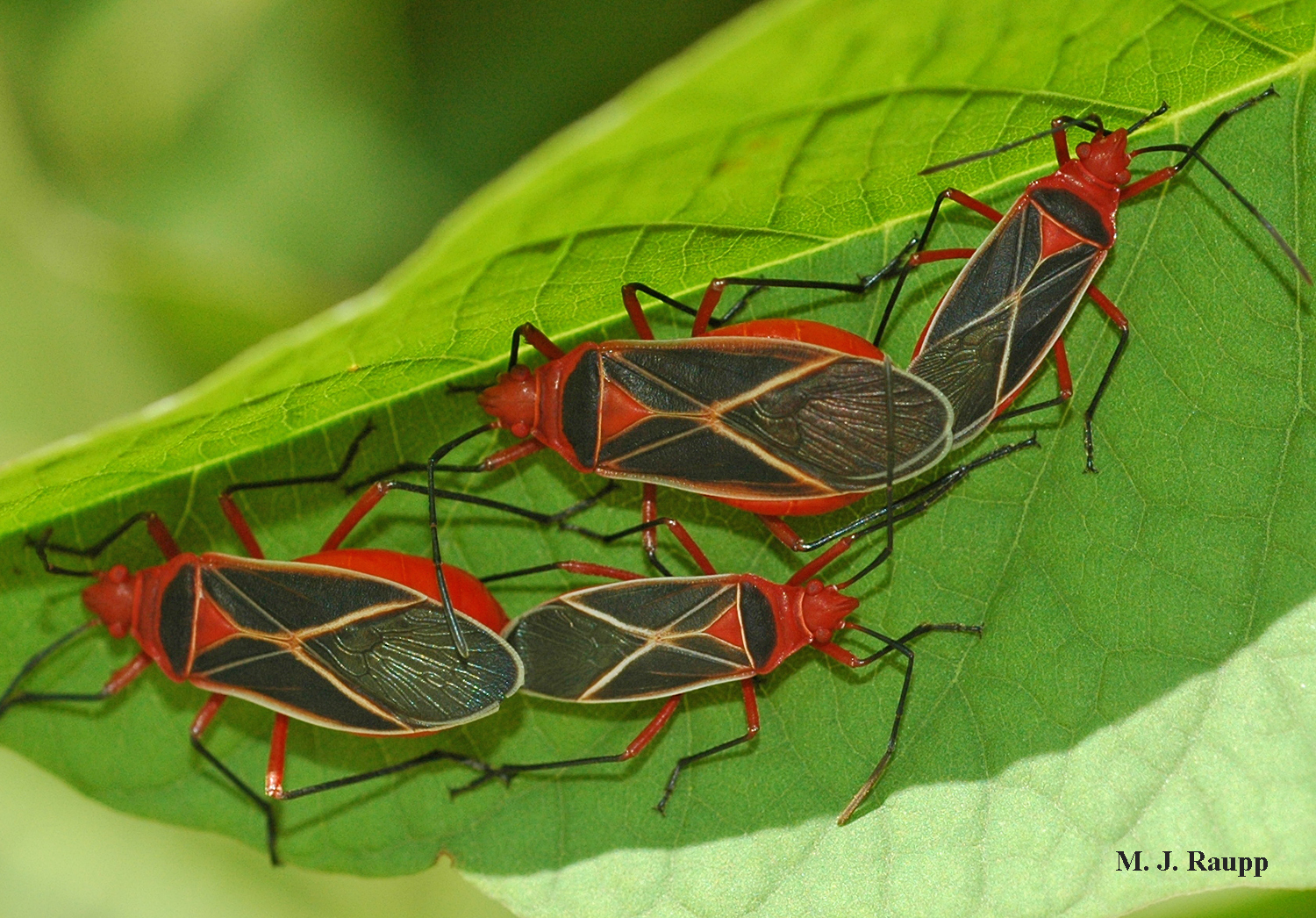 Bright pigments obtained from plants give the cotton stainer its bright red color.