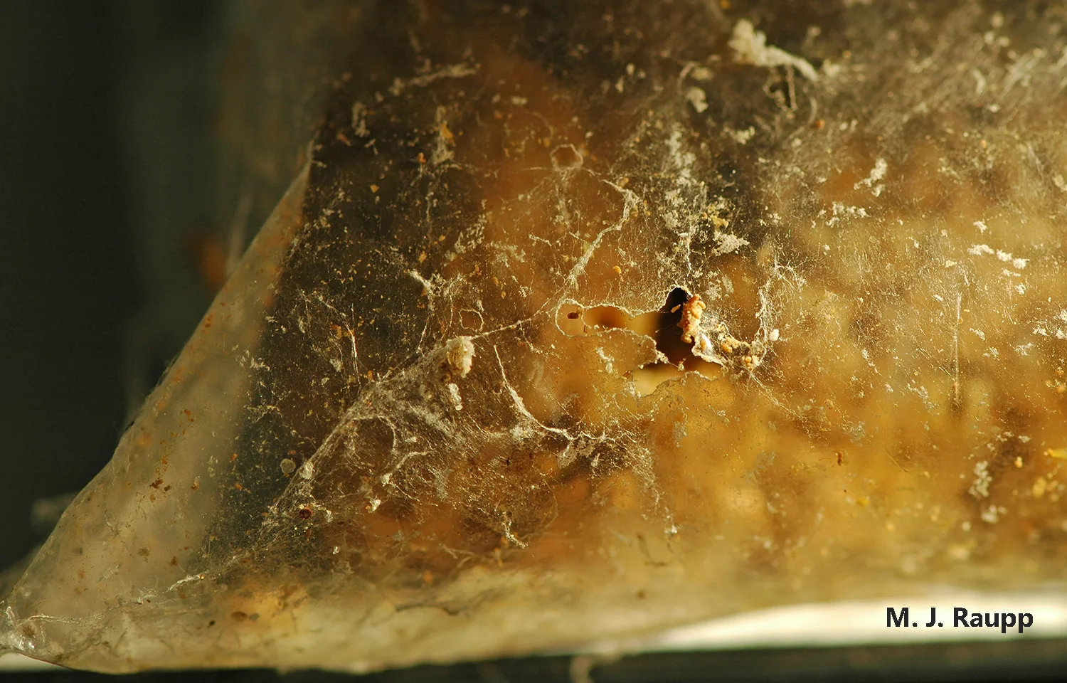 Indian meal moth caterpillars can chew through plastic and invade other bags of grain, seeds, and fruit. 
