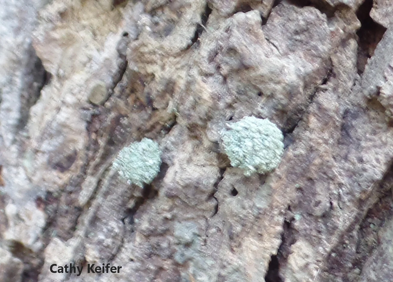 800x600
Even in winter on a warm day, lacewing larvae can be found searching for prey on the trunks of trees. Photo credit Cathy Keifer