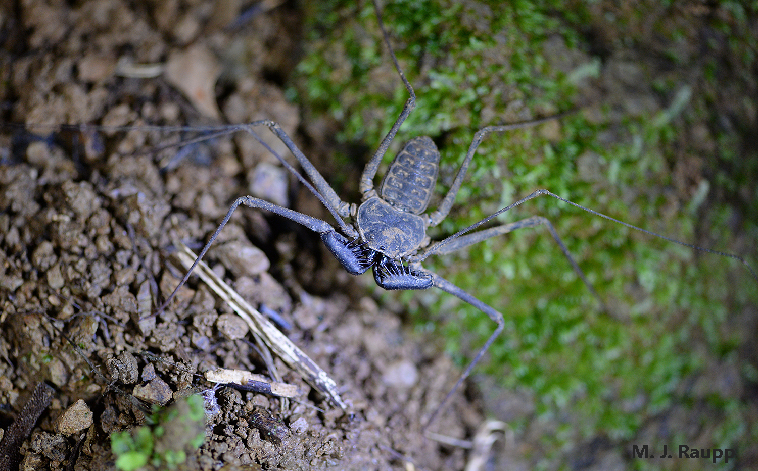 Greatly elongated front legs enable the whip spider to sense food, mates, and danger.