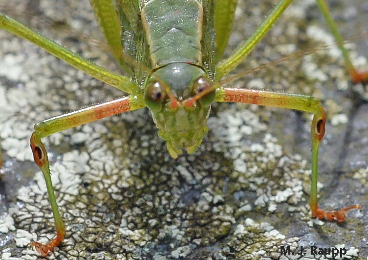 Small dark openings on the forelegs of katydids are the “ears” used to hear the love songs of potential mates.