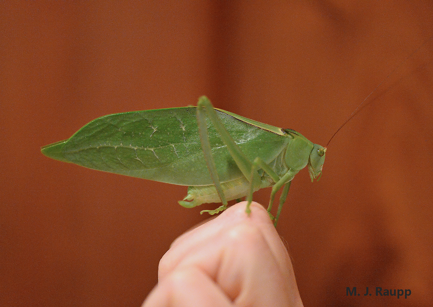 Round-headed katydids in the Costa Rican rainforest attain prodigious size.
