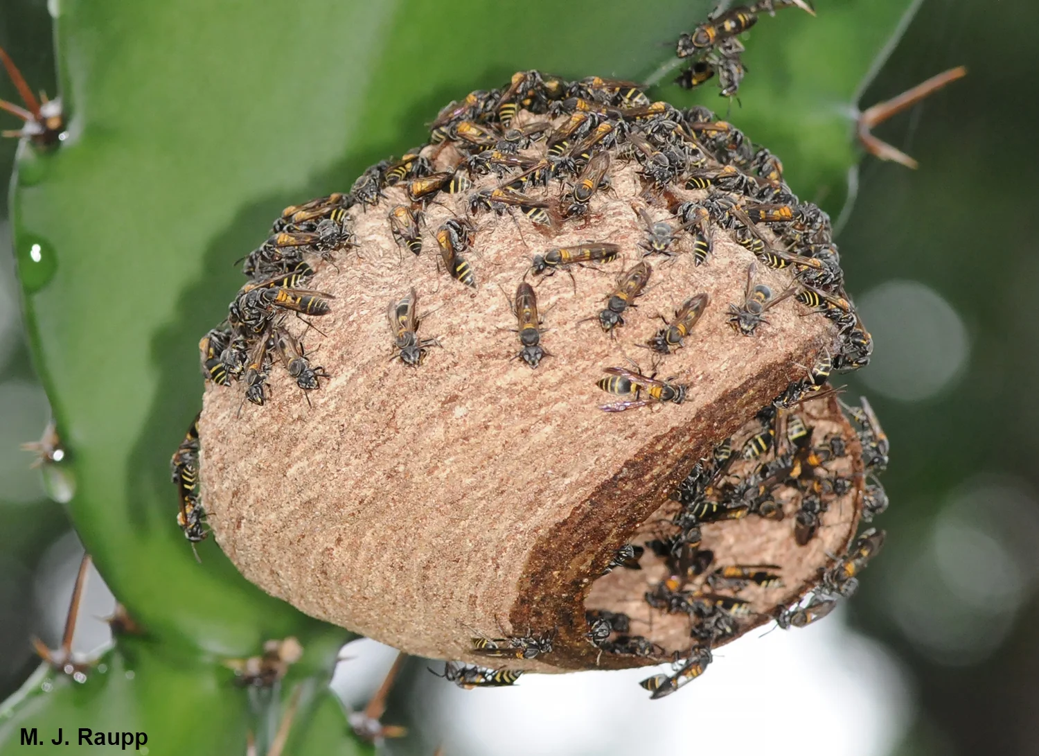 Polybiine workers say “don’t even think about messing with this nest.”