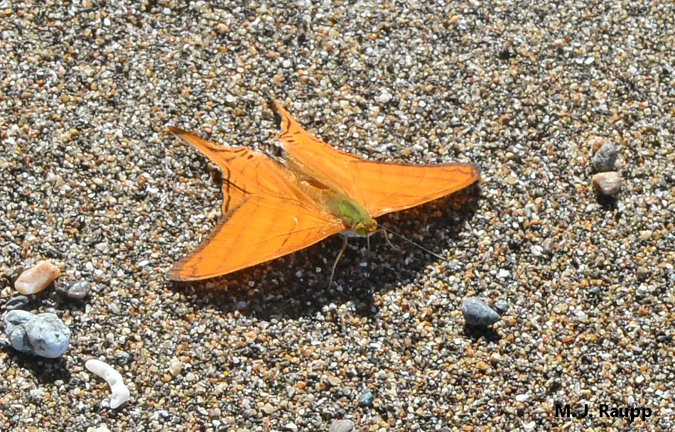 Beautiful colors on the upper wing surface are also standard attire for daggerwings.