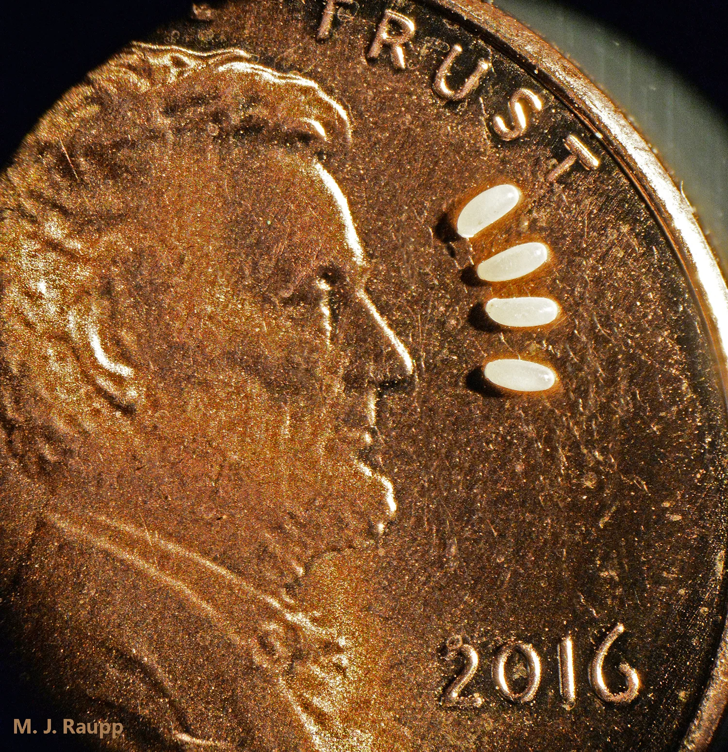 President Lincoln sees just how small bed bug eggs really are.
