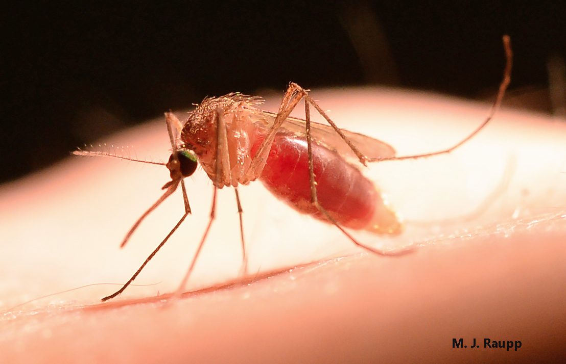 As possible vectors of human disease, Culex pipiens form molestus is a femme fatale, both beautiful and potentially deadly.