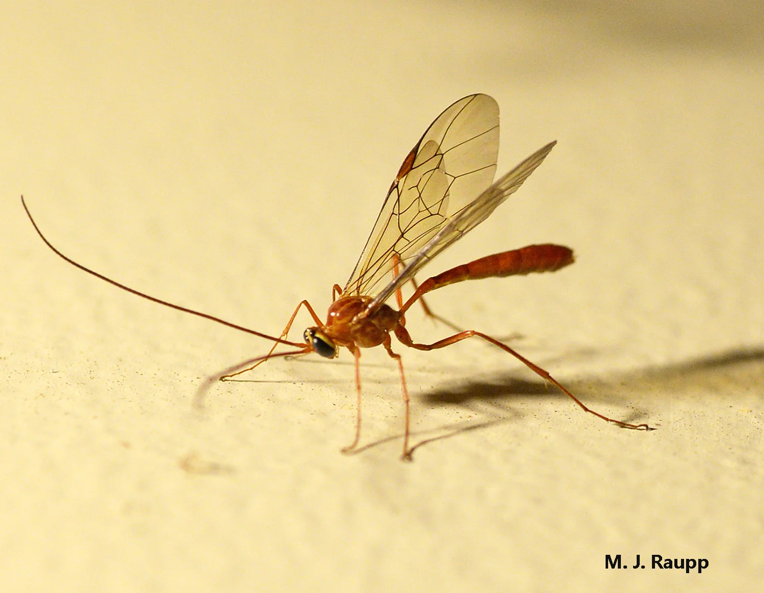On warm nights in late winter and early spring ophionine wasps are regular visitors to my porchlight.