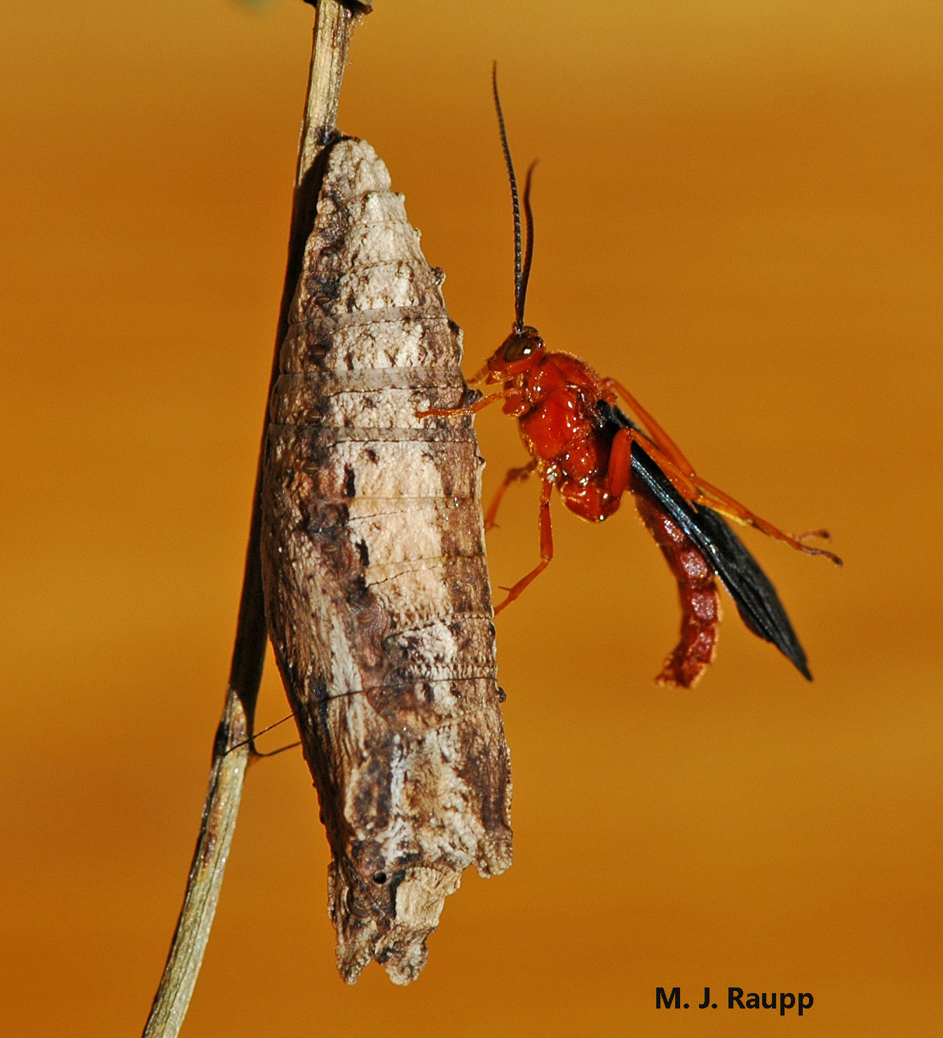 A beautiful ichneumonid wasp rests on the chrysalis of a swallowtail butterfly from which it emerged.