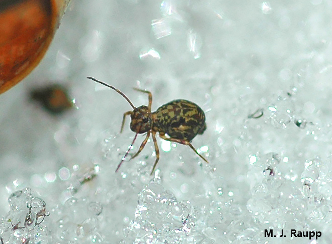 Globular springtails are often found foraging for organic matter in snow on chilly forest floors.