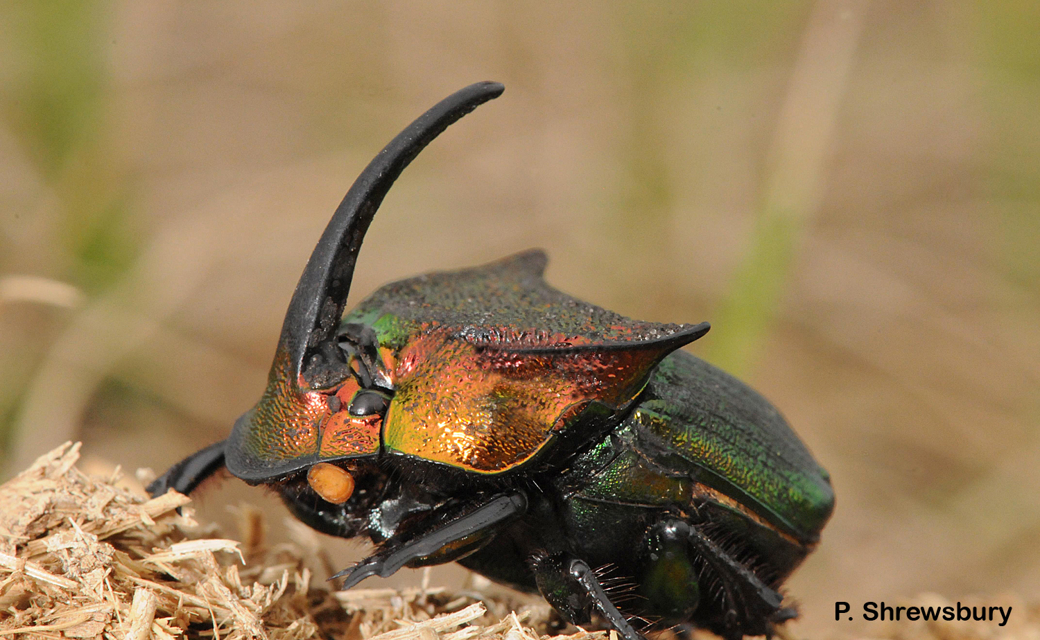 A gorgeous male rainbow dung beetle bears an amazing horn. 