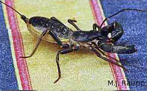 Hold a whip scorpion if you dare and find out how it defends itself.