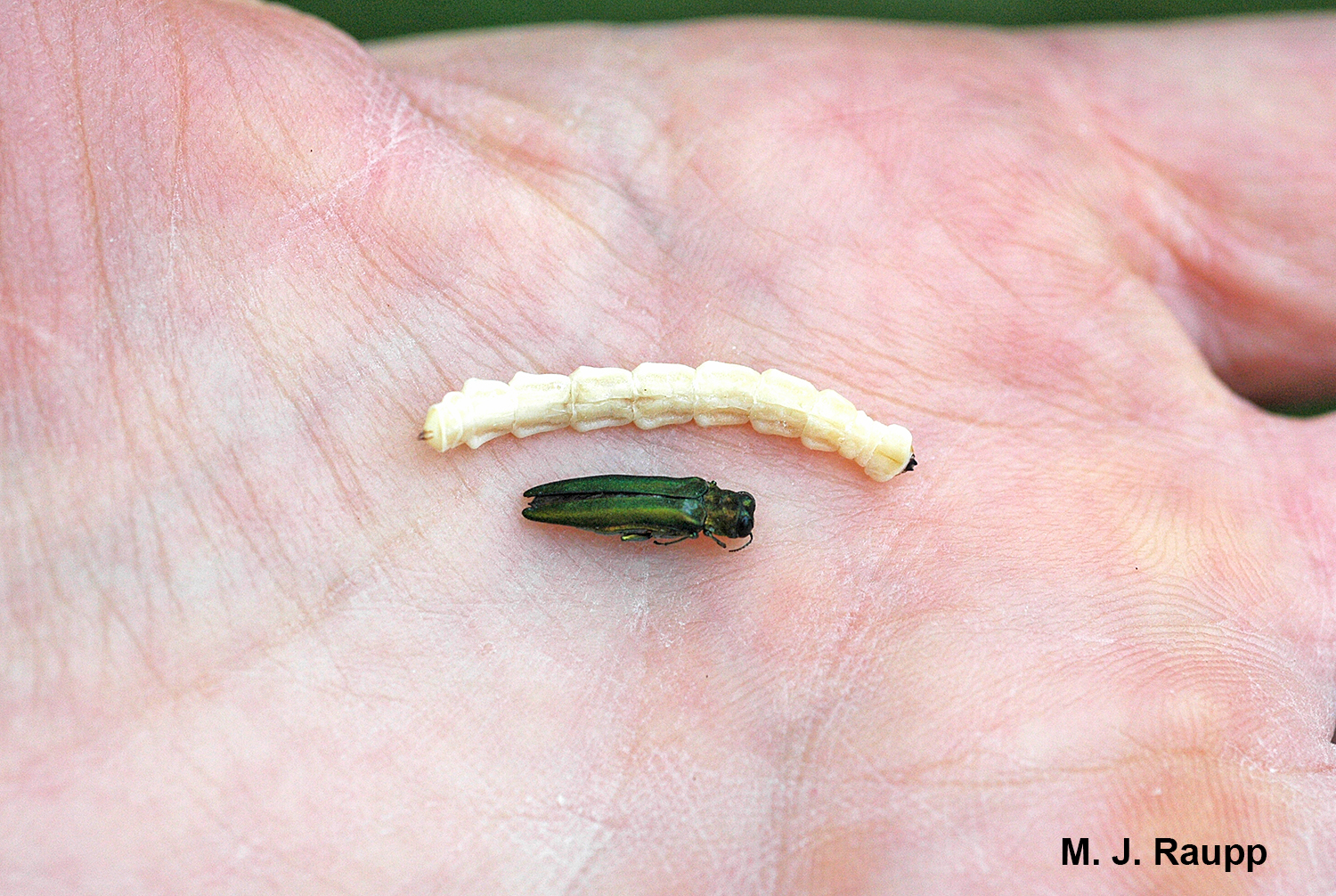 Emerald Ash Borer adults and larvae easily fit in the palm of your hand but when thousands attack a single tree, its fate is sealed.