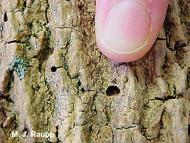 D-shaped exit holes are a diagnostic clue left behind on the bark of ash trees when adults emerge from beneath the bark in spring. 