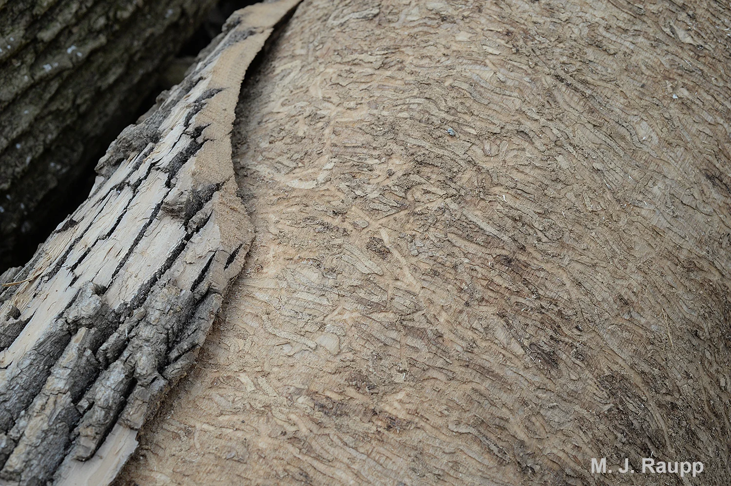 Emerald Ash Borer larvae create serpentine galleries beneath the bark. By consuming cambium, phloem, and sap wood, the borer effectively girdles the tree condemning it to death.