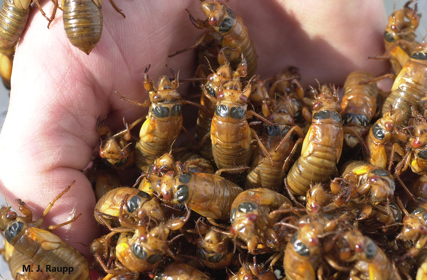 Handfuls of Brood X cicada nymphs appeared at my home in 2004. Will their offspring survive to reproduce if they make an early appearance in 2017?