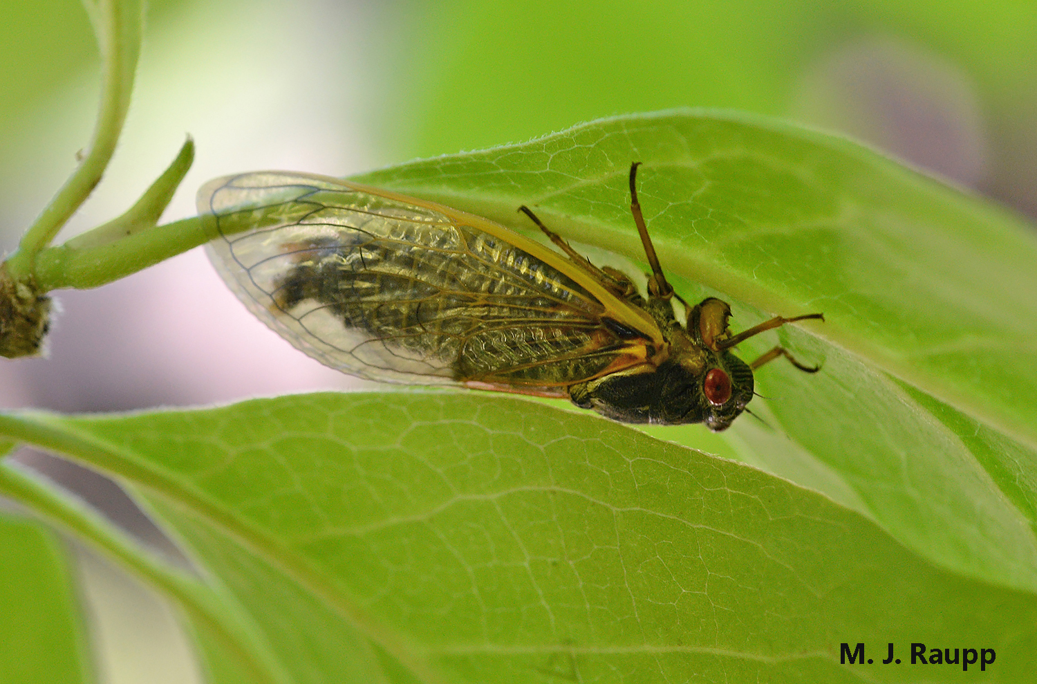 By dawn, the cicada's exoskeleton has hardened and he is ready to join the big boy band assembling in the treetops.