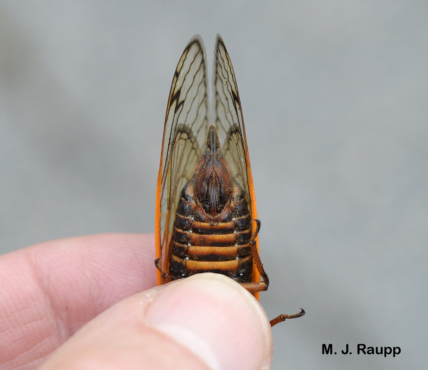 Viewed from beneath, female cicadas have a distinct point at the tip of their abdomen.