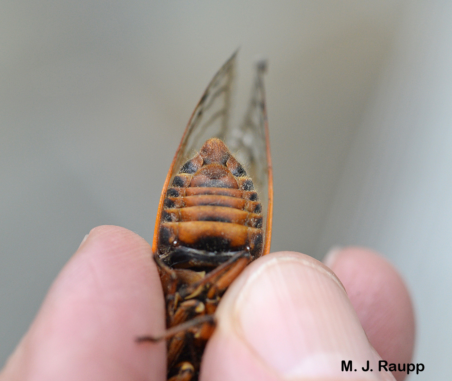 Viewed from beneath, male cicadas have a domed- shaped segment at the tip of their abdomen.