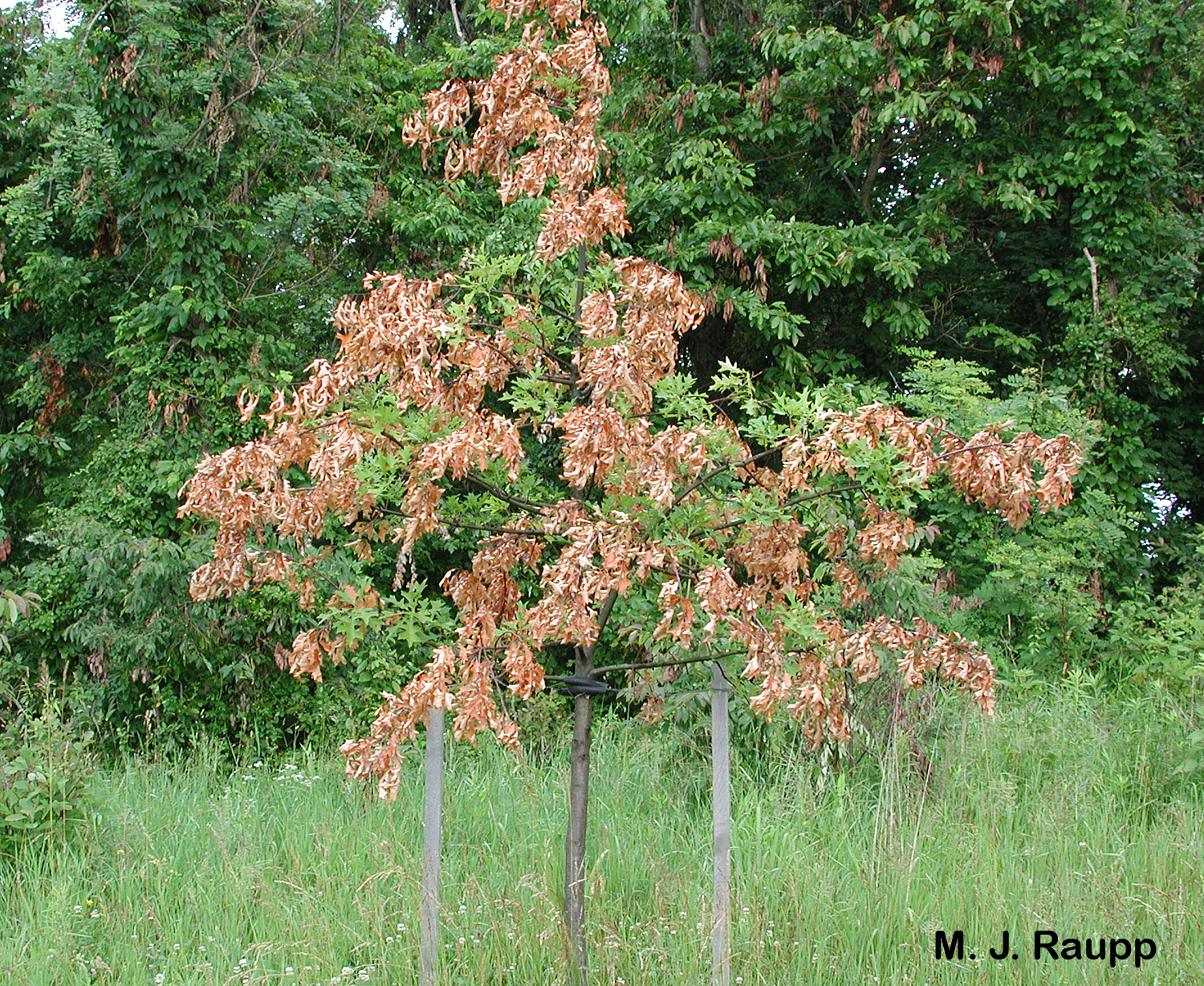 Young trees may sustain significant injury from egg-laying female cicadas.