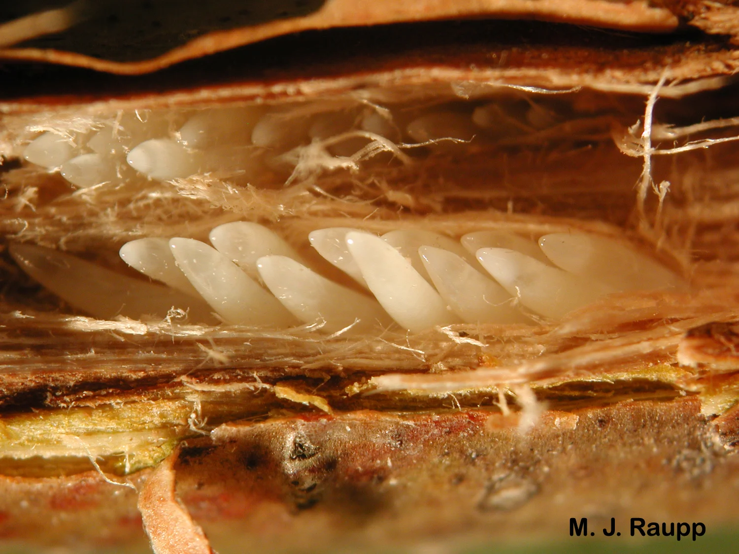 Cicada eggs will develop in the branch for more than a month before hatching.