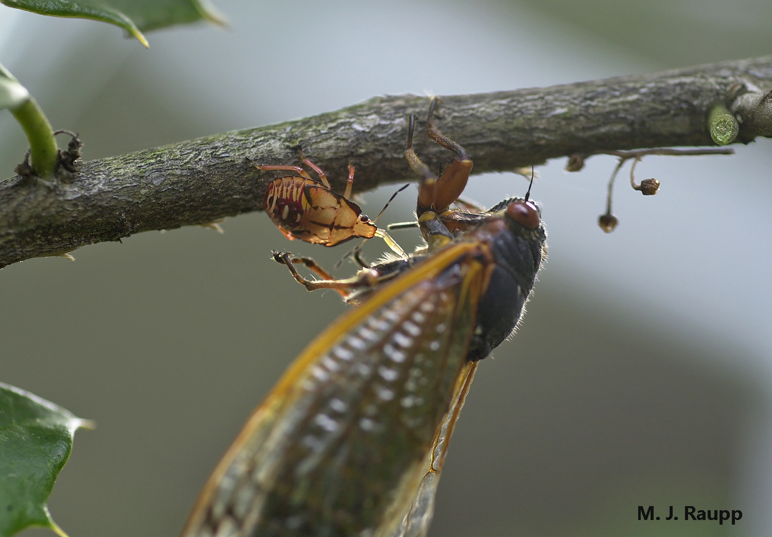 Exactly how the much smaller stink bug nymph paralyzes the much larger cicada remains a mystery. Note the beak of the stink bug inserted into the cicada to extract the cicada’s blood.