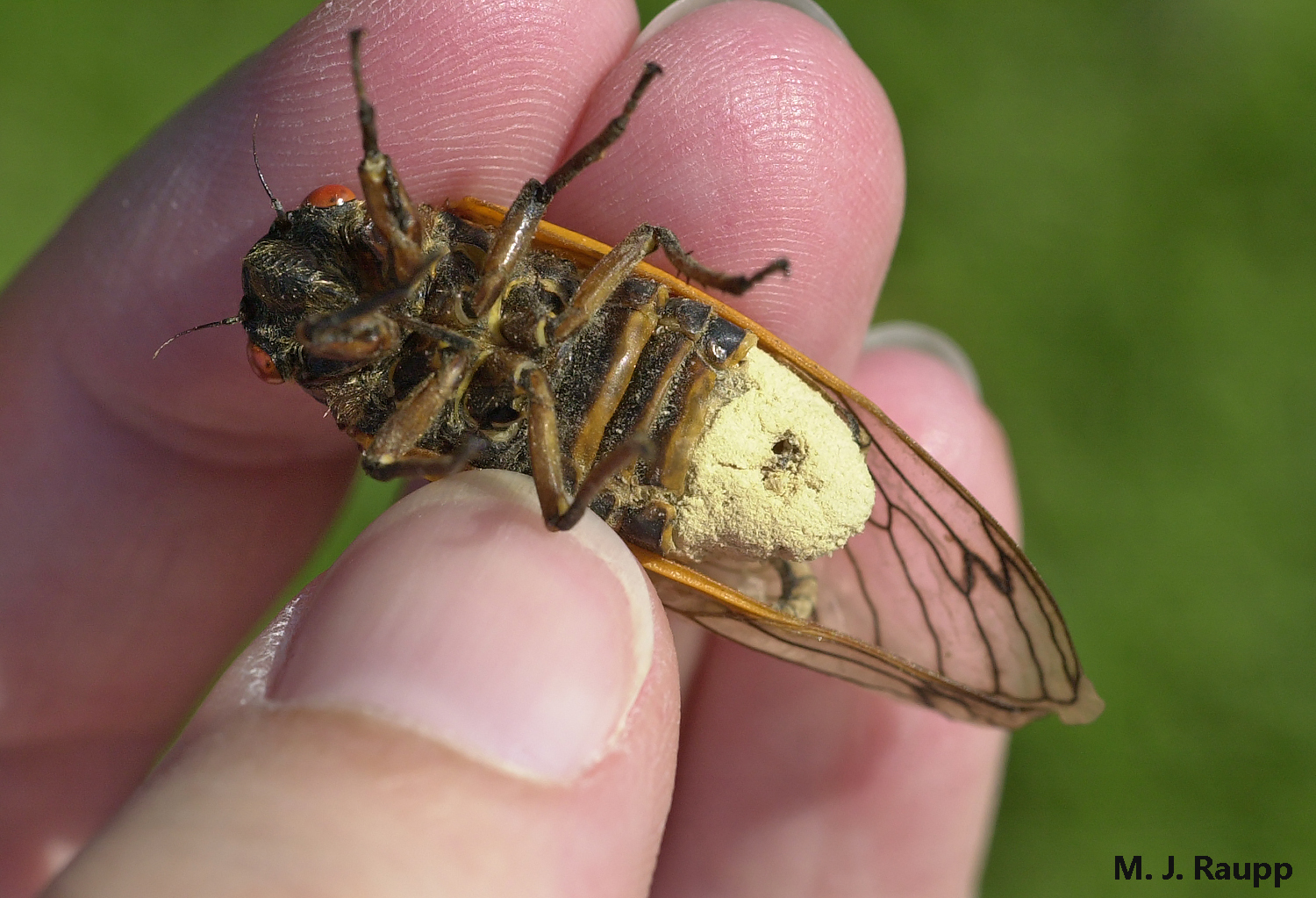 Massospora turns the cicada into a fungus garden.